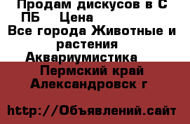 Продам дискусов в С-ПБ. › Цена ­ 3500-4500 - Все города Животные и растения » Аквариумистика   . Пермский край,Александровск г.